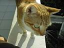 Gomer the cat - 2.jpg